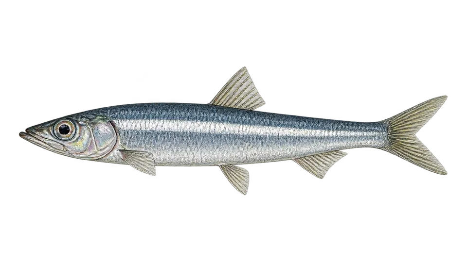 Ilustración científica de Anchoveta norteña
