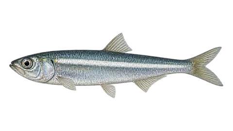 Ilustración de Anchoveta bocona