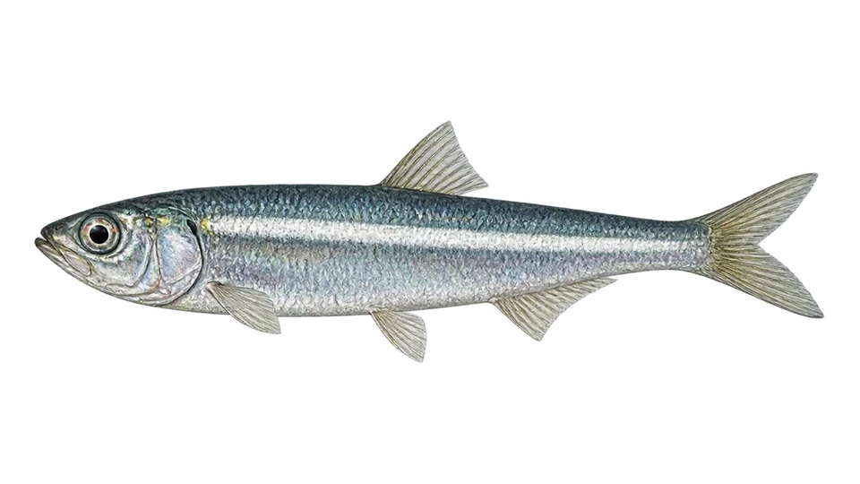 Scientific illustration of Pacific anchoveta