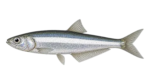 Ilustración de Anchoa ñata