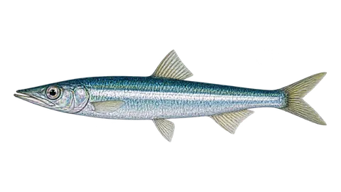Illustration of Anchoveta
