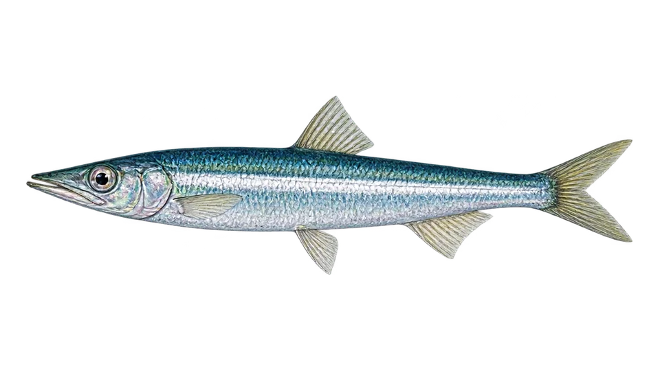Ilustración científica de Anchoveta peruana