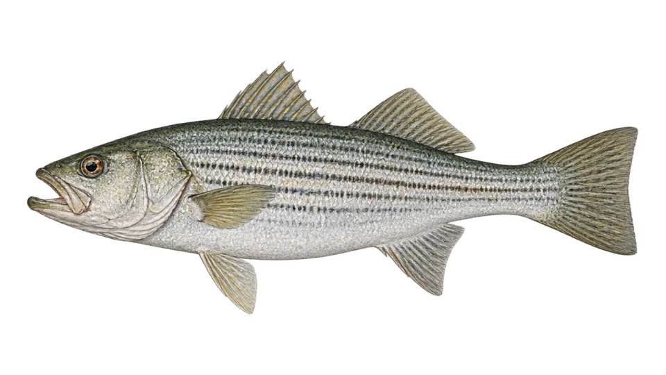 Ilustración científica de Pescadilla rayada