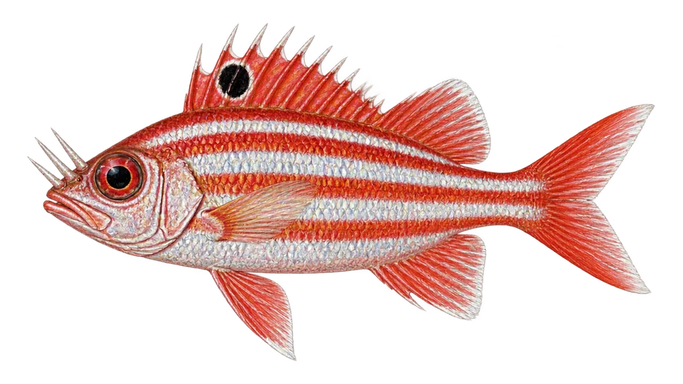 Scientific illustration of Reef squirrelfish