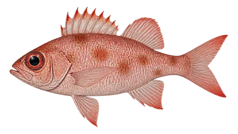 Illustration of Squirrelfish