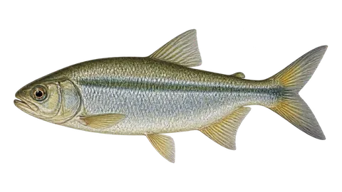 Illustration of Matrinchã-colombiana