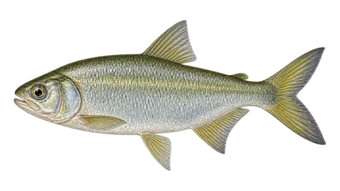 Illustration of Matrinchã-do-Equador