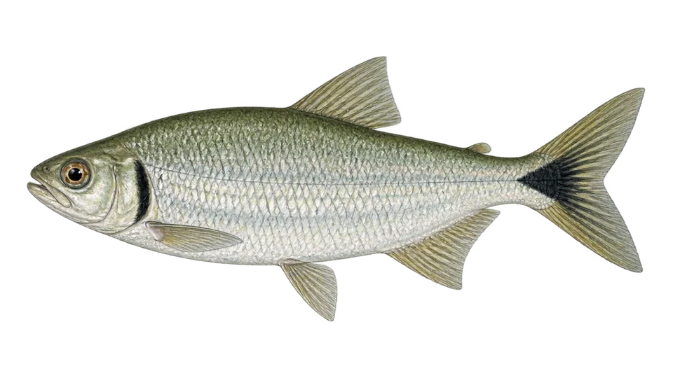 Scientific illustration of Matrinxã-centro-americana