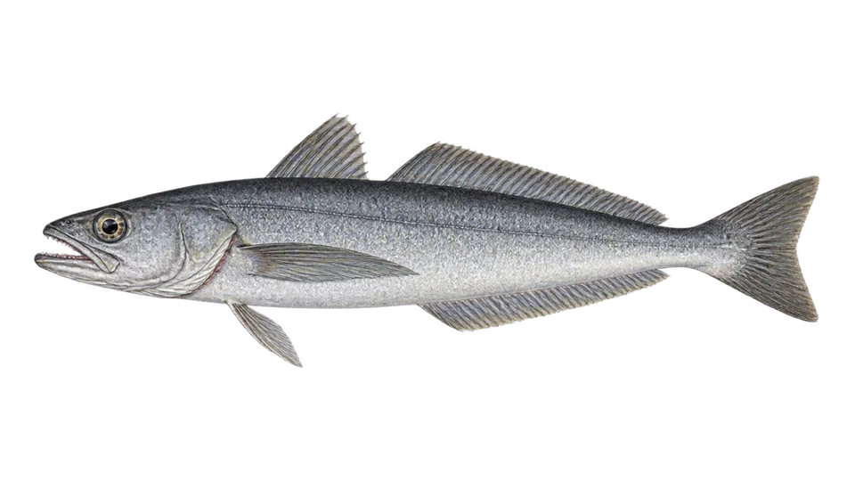 Scientific illustration of Southern hake