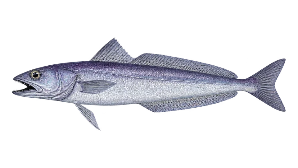Scientific illustration of Patagonian grenadier