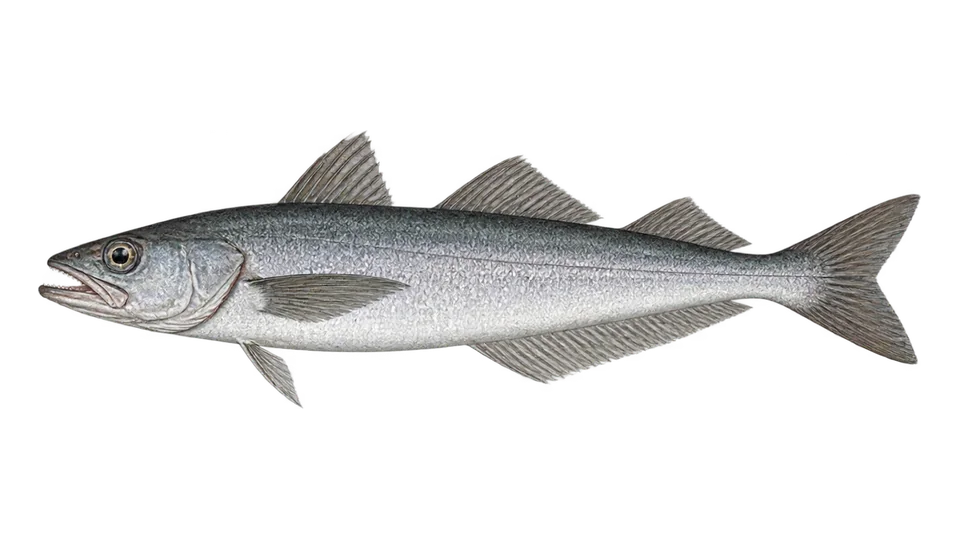 Scientific illustration of North Pacific hake