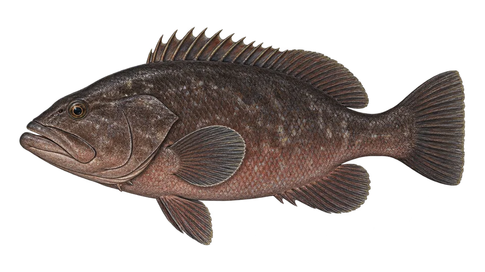 Scientific illustration of Warsaw grouper