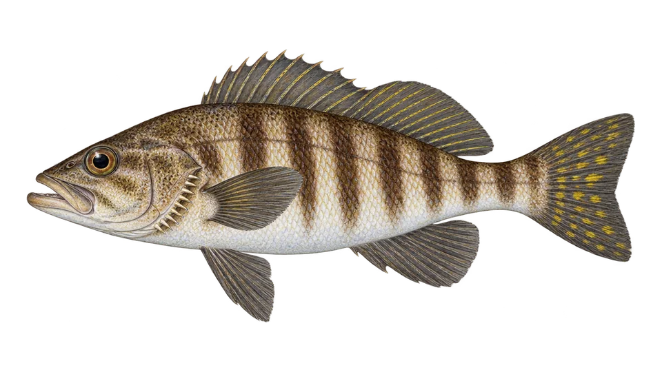 Scientific illustration of Sand perch