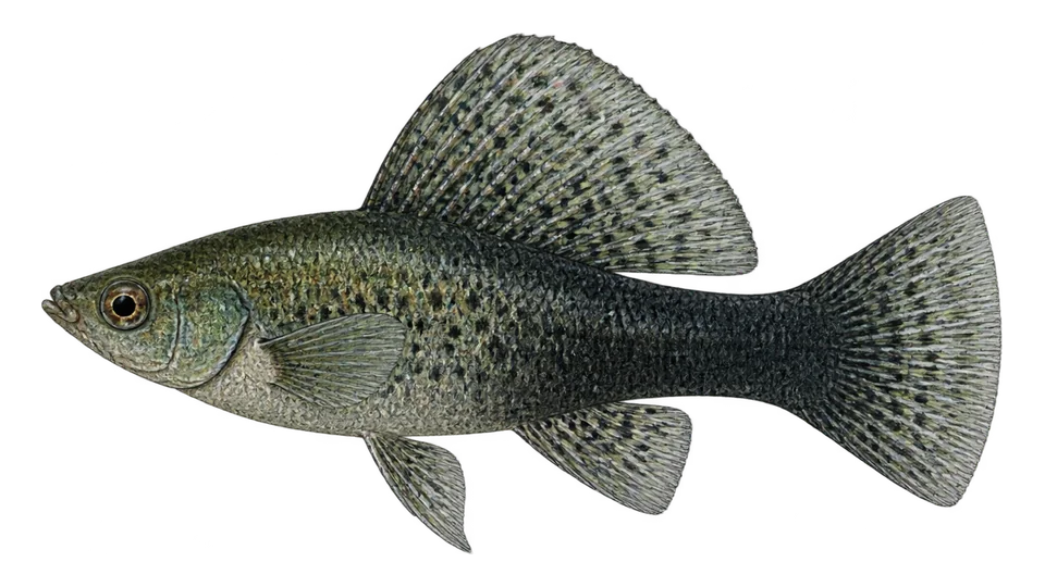 Scientific illustration of Sailfin molly