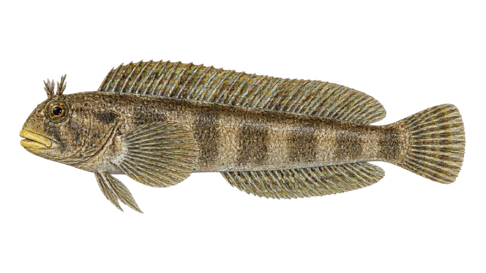 Scientific illustration of Chalapo clinid