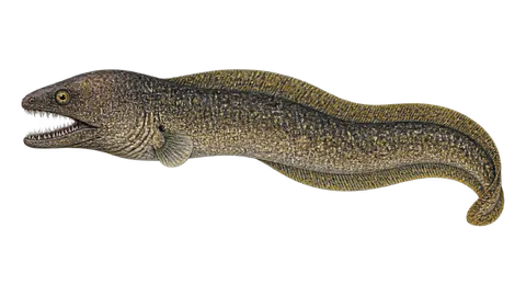 Illustration of Needle-tooth moray