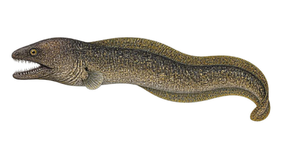 Scientific illustration of Needle-tooth moray