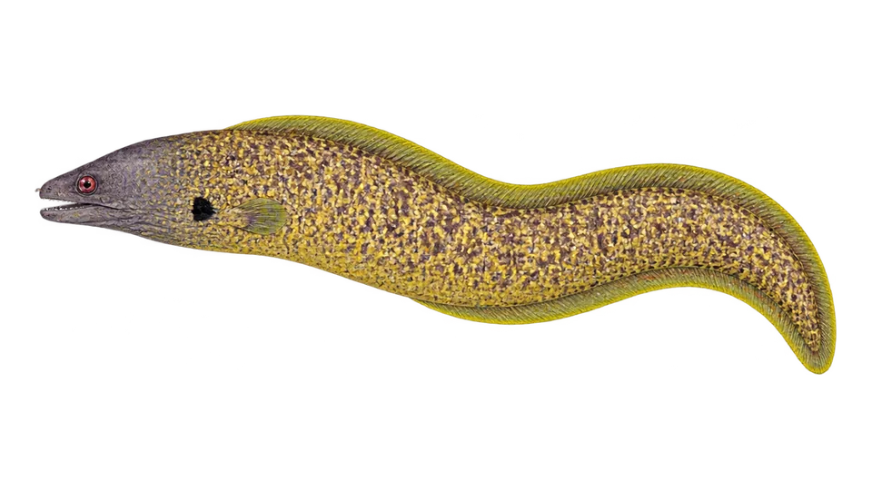 Scientific illustration of Yellow-edged moray