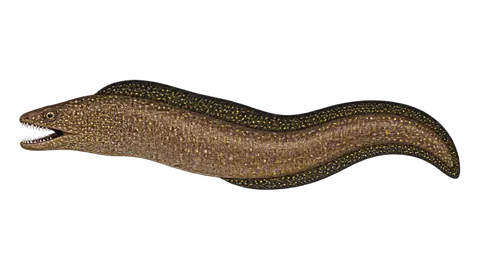 Illustration of Blackedge moray