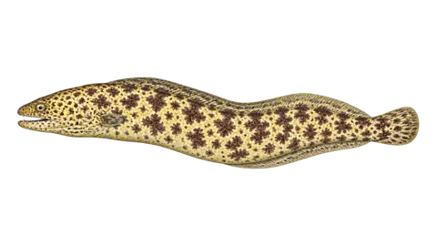 Illustration of Lowfin moray