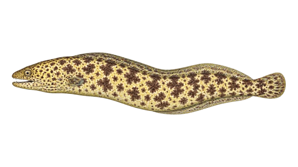 Scientific illustration of Lowfin moray