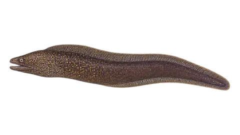 Illustration of Abbott's moray eel