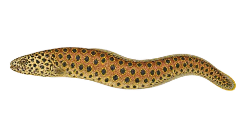 Illustration of Tiger reef-eel