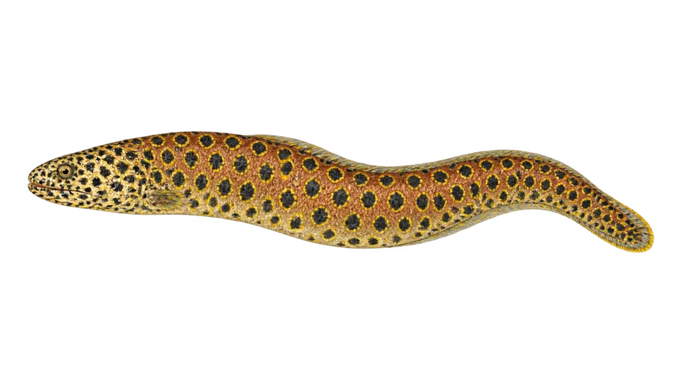 Scientific illustration of Tiger reef-eel