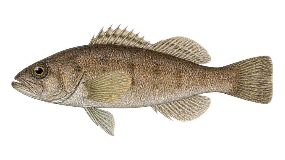 Scientific illustration of Pacific sandperch
