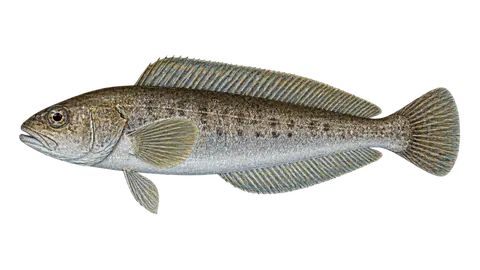 Ilustración de Nototenia coluda