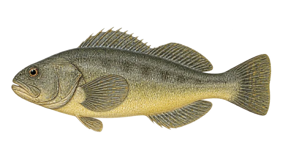 Scientific illustration of Magellanic rockcod