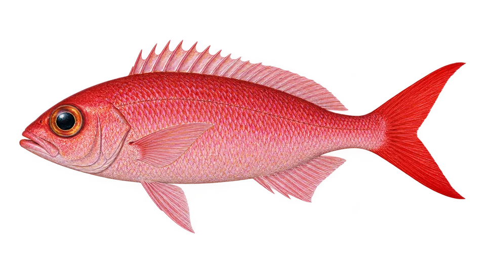 Ilustración científica de Cachucho