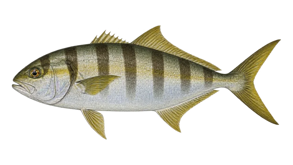 Scientific illustration of Banded rudderfish