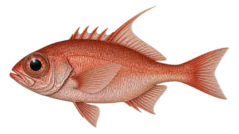 Illustration of Longfinned bullseye