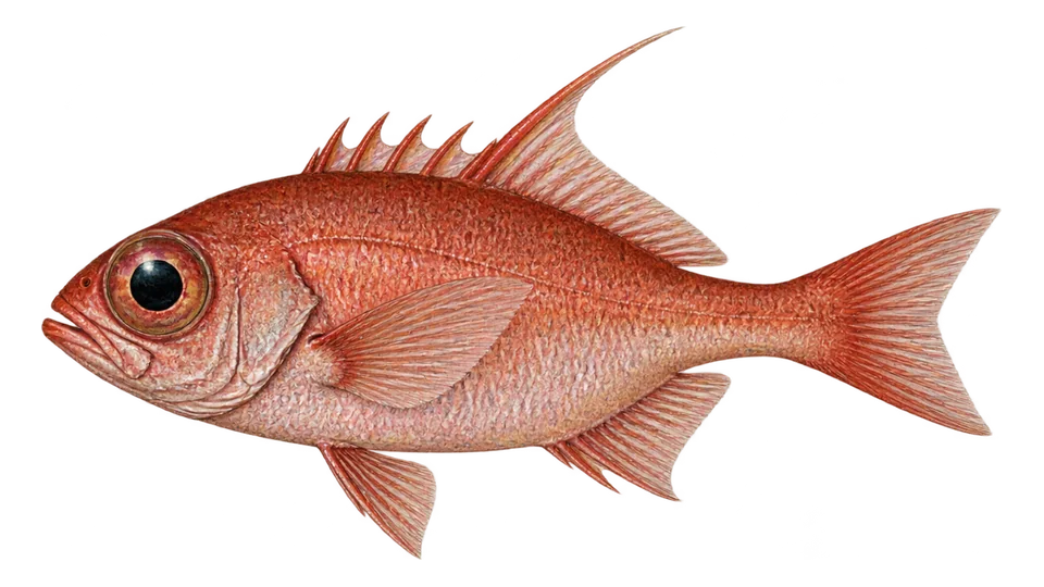 Scientific illustration of Longfinned bullseye