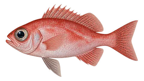 Illustration of Glasseye