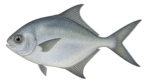 Ilustración de Brama clara