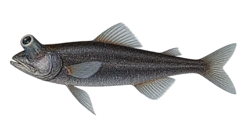 Illustration of Olho-de-pérola-alongado