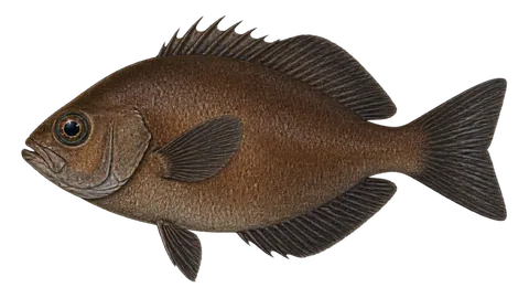 Illustration of Smooth oreo dory