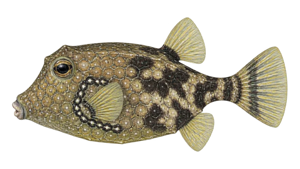 Ilustración científica de Chapín búfalo