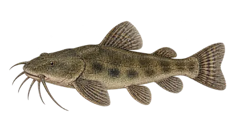 Illustration of Pacamão