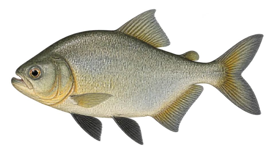 Scientific illustration of Pacu-do-Itacaiúnas