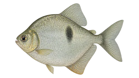 Ilustración de Pacu-marreca