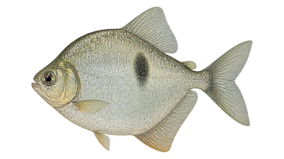 Scientific illustration of Pacu-marreca