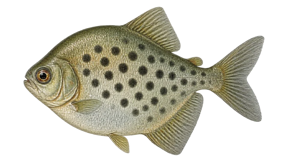 Scientific illustration of Spotted metynnis