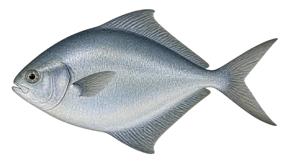 Ilustración científica de Reineta