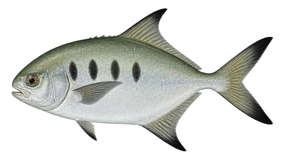 Scientific illustration of Pompano