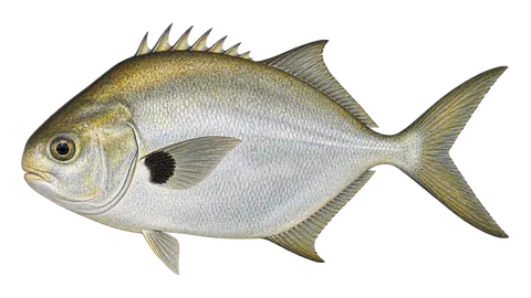 Ilustración de Pámpano plateado