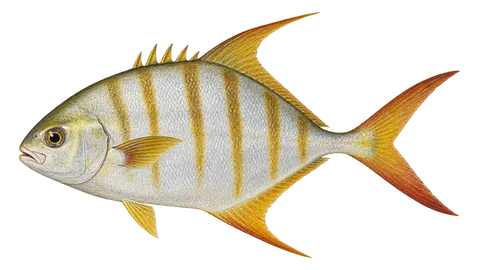 Ilustración de Pámpano fino