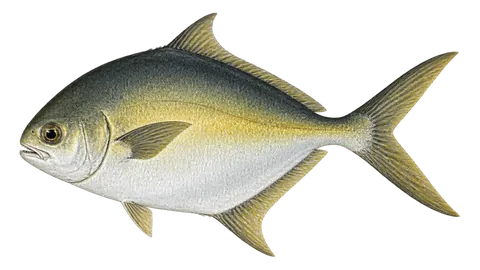 Illustration of Paloma pompano
